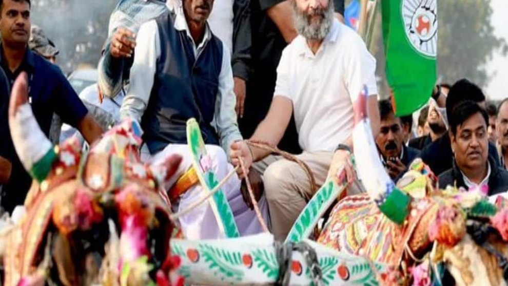 Bharat Jodo Yatra : Rahul Gandhi enjoying the ride of  bullock cart.