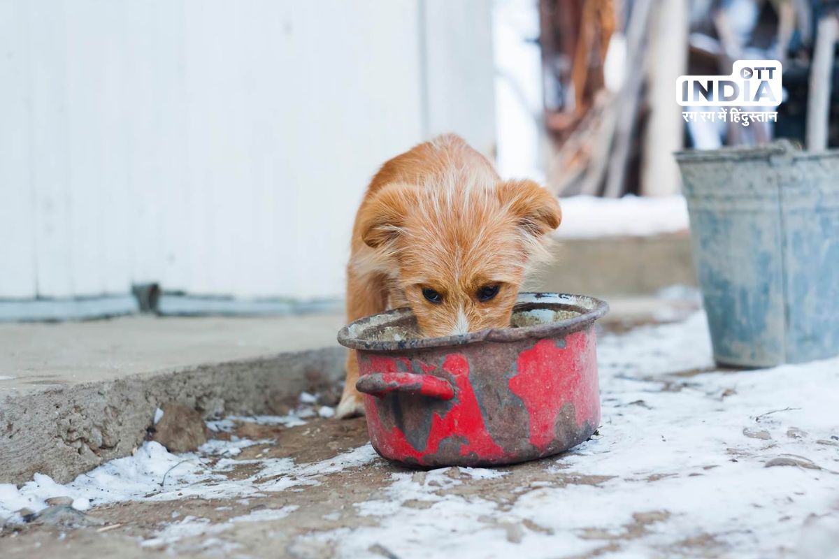 Responsible Feeding: 5 Food Items to Avoid Giving to Street Dogs