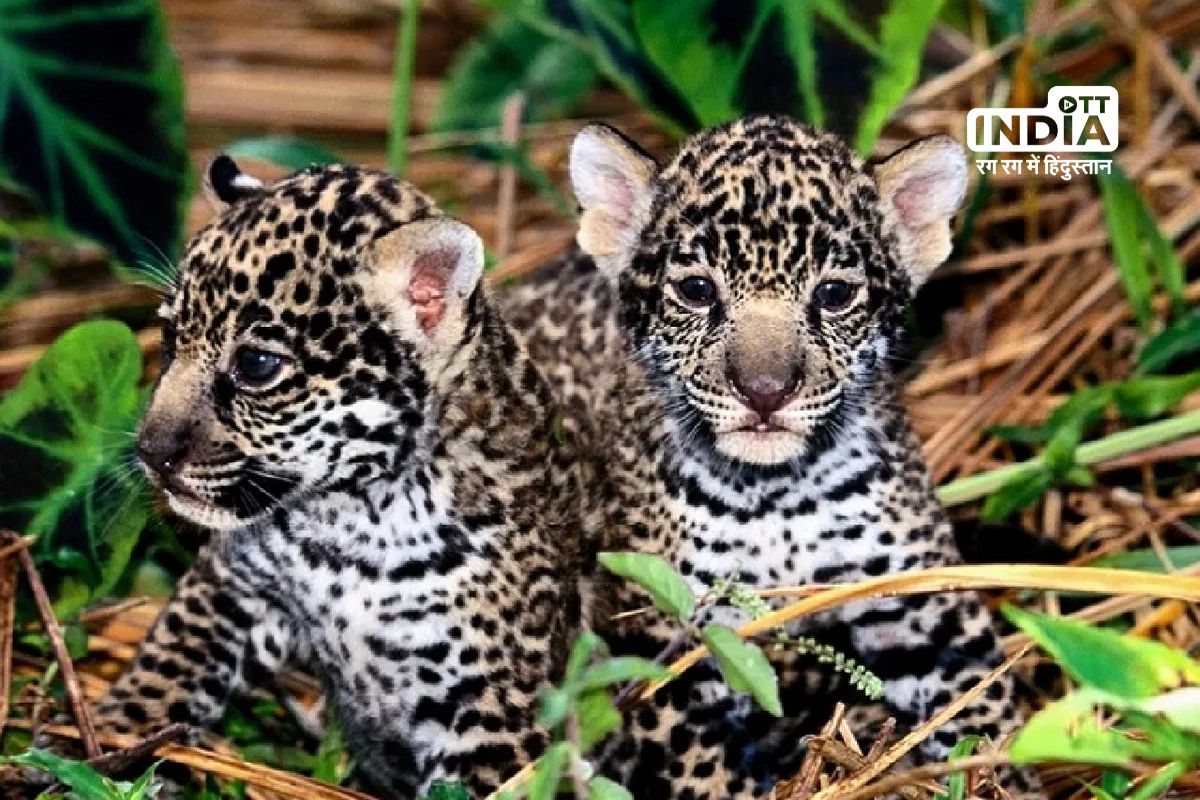 Tragic Virus Outbreak Claims Lives of 7 Precious Leopard Cubs at Bengalurus Bannerghatta Park