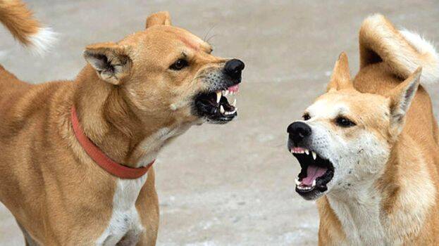 Teenager hides dog bites from family, dies of Rabies