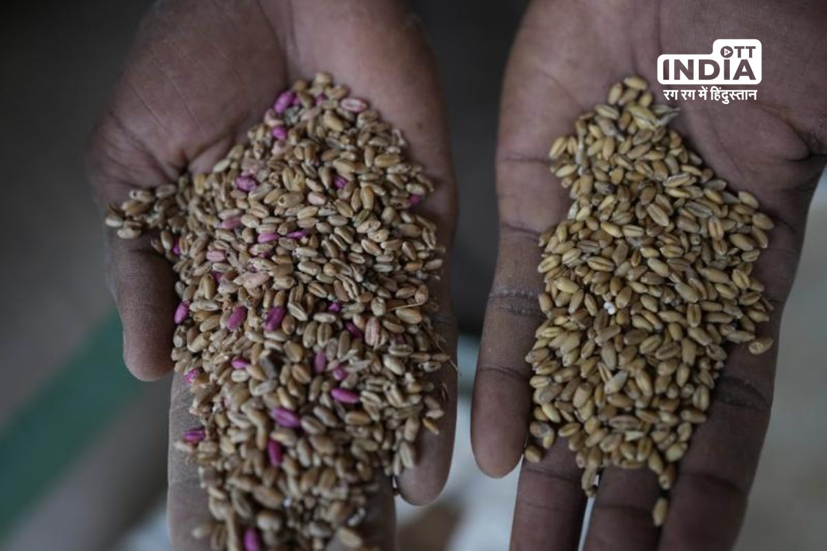 Wheat Smuggling Scandal: Custom Officials Blacklist Firm After Fraud Exposed in Nepal