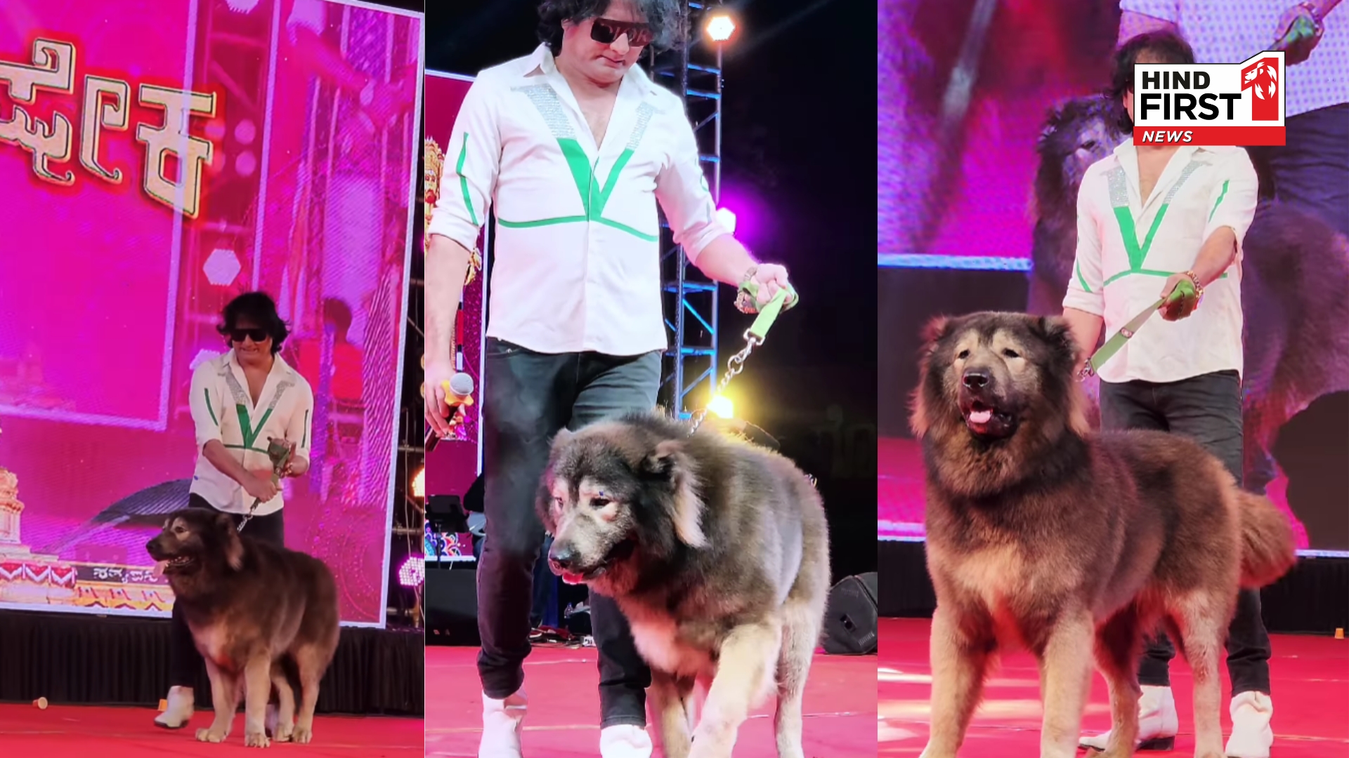 Bengaluru Man Spends Rs.50 Crore on Rare Wolfdog – Meet Cadabomb Okami!