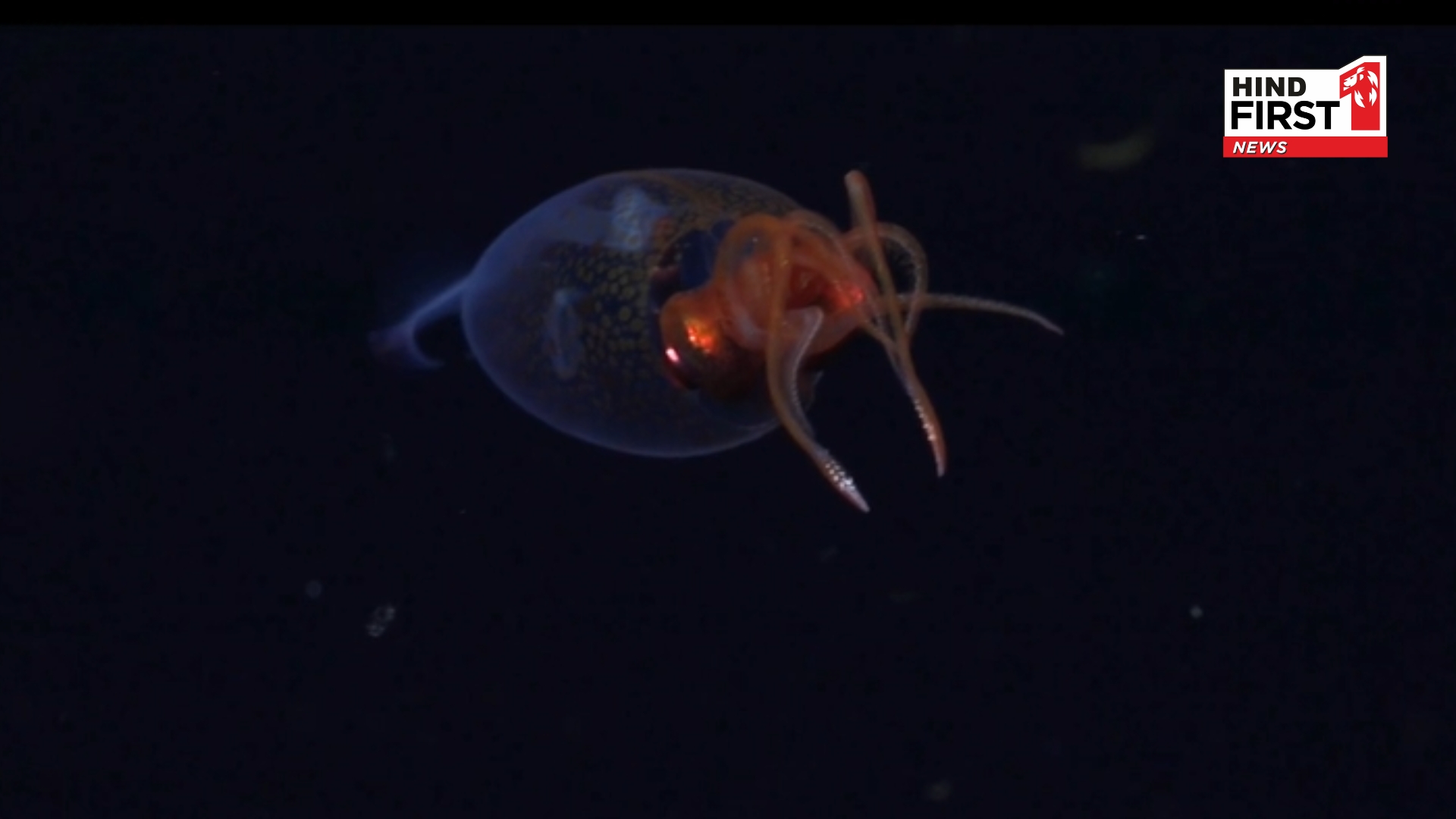 Colossal Squid Filmed Alive in Ocean After 100 Years of Discovery