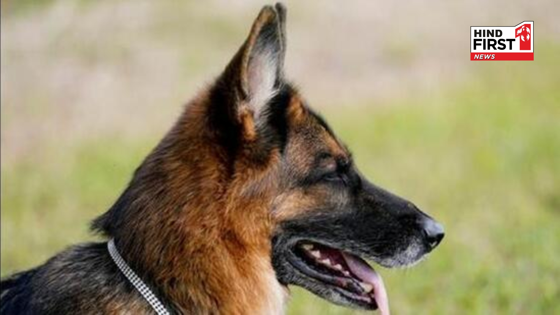 AMC Plans New Rules for Pet Dog Ownership After Infants Death