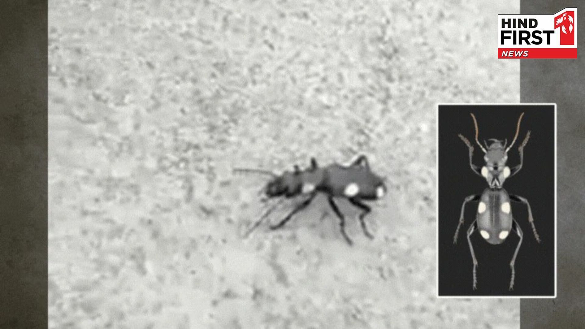 What is the 6 Bundiya insect found in Jharkhand-Chhattisgarh? Know the truth behind its fear?