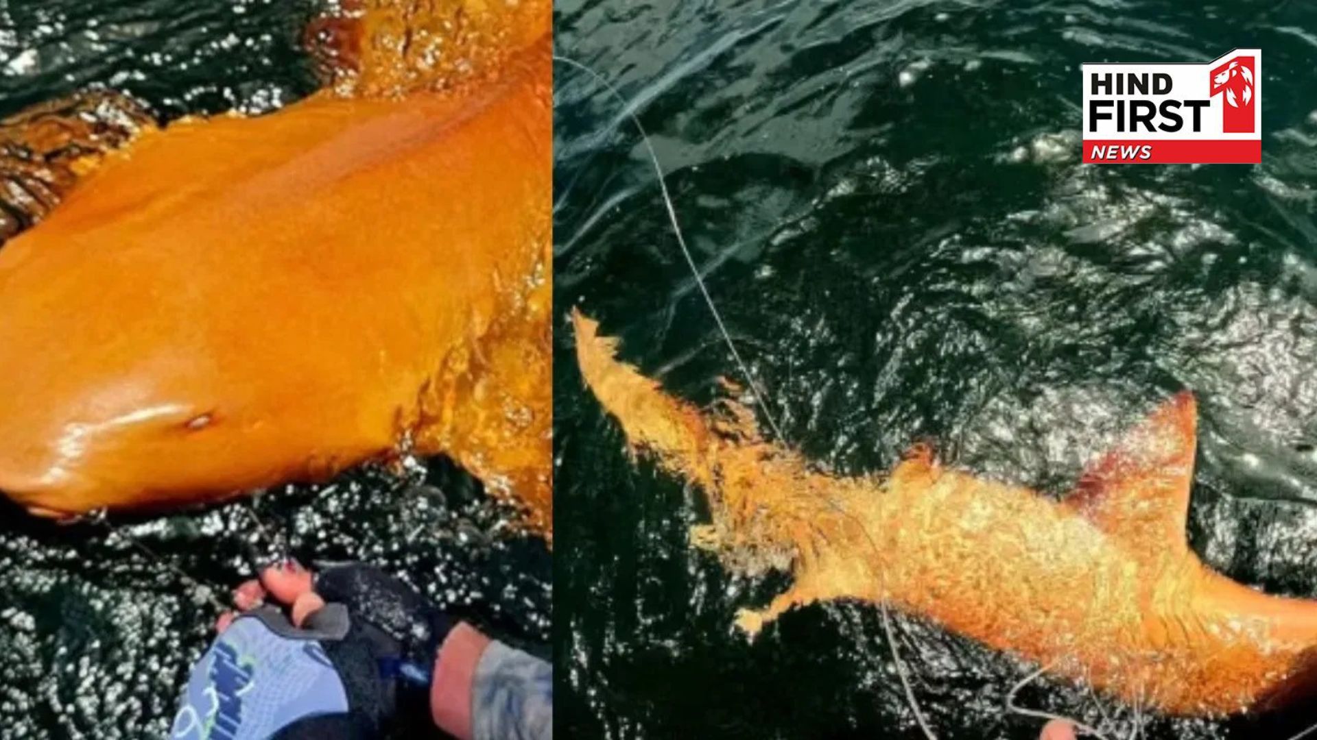 Fishermen caught a strange shark; scientists were shocked to see orange skin and white eyes! Fishermen caught a strange shark; scientists were shocked to see orange skin and white eyes!