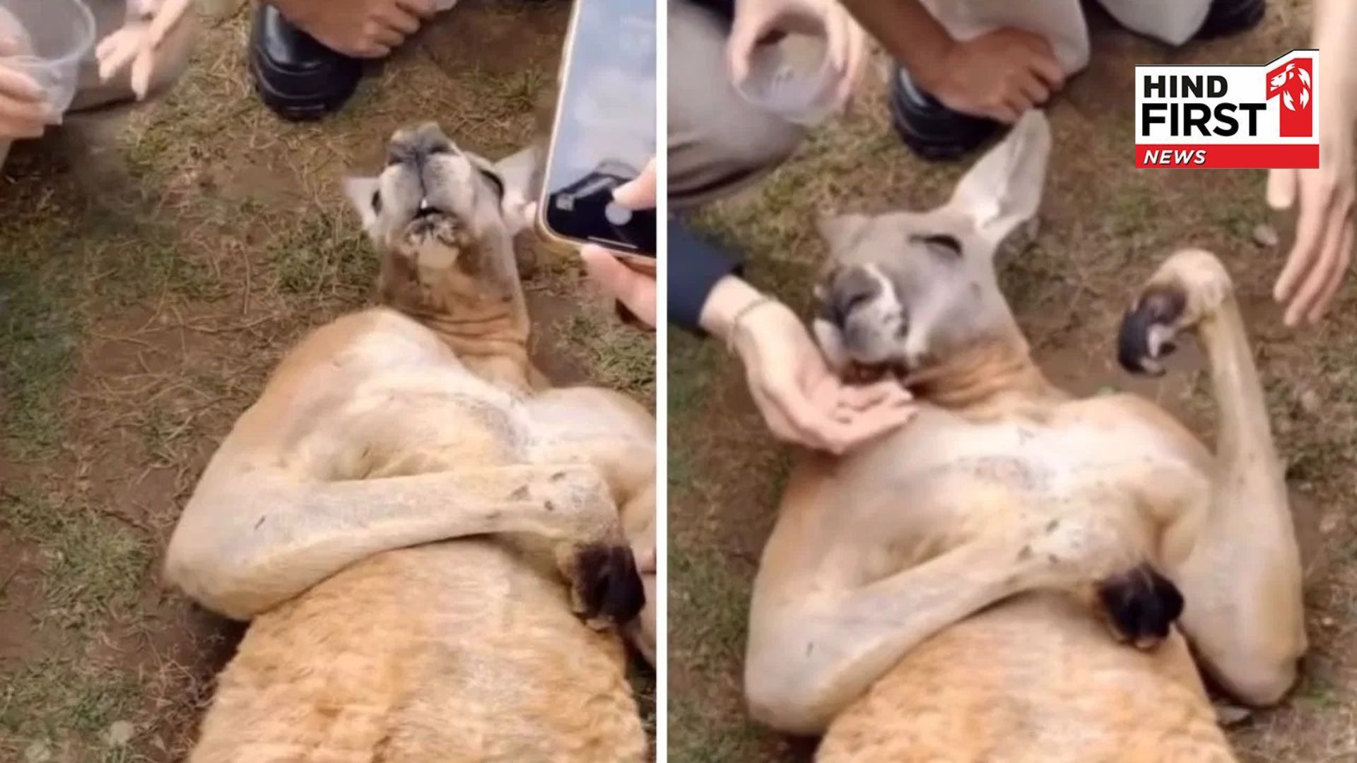 Viral Video: Drama-loving kangaroo! See how he acts as if he is unconscious