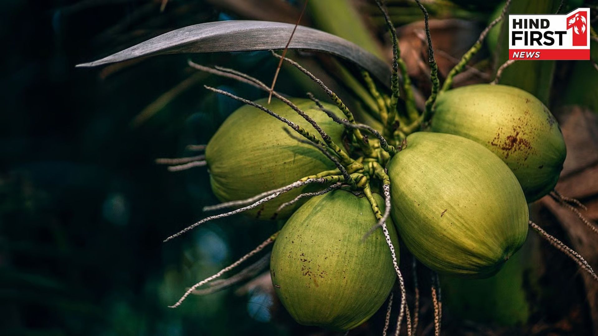 World Coconut Day 2025: You may not know these amazing things about coconut