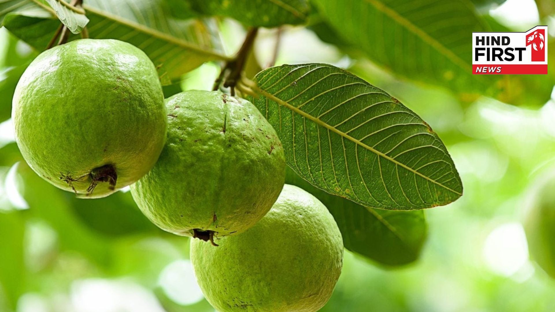 Guava leaves are more beneficial than guava, try them in these ways