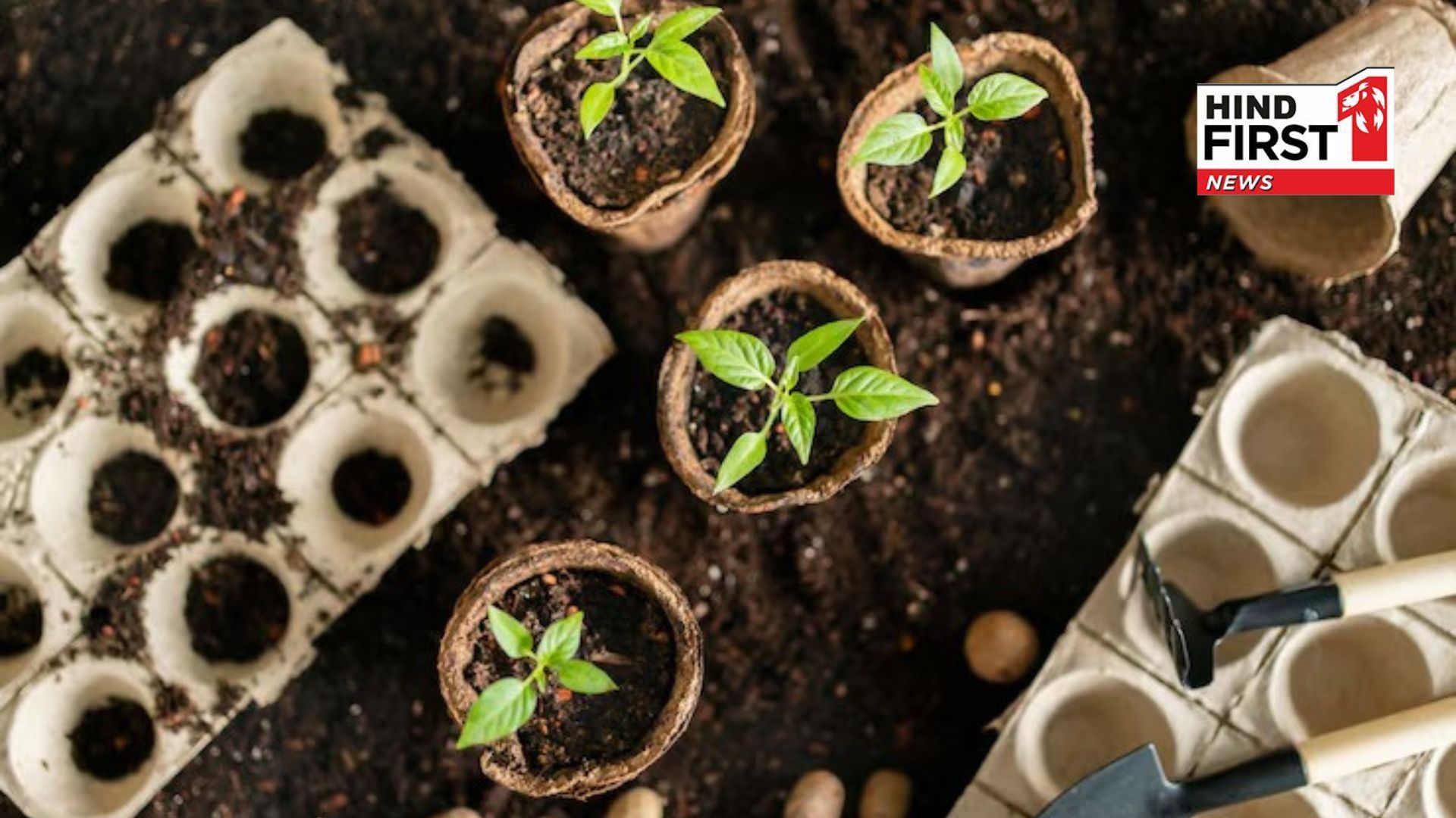 Neither seeds nor stem cuttings… These 10 plants grow simply by planting a leaf