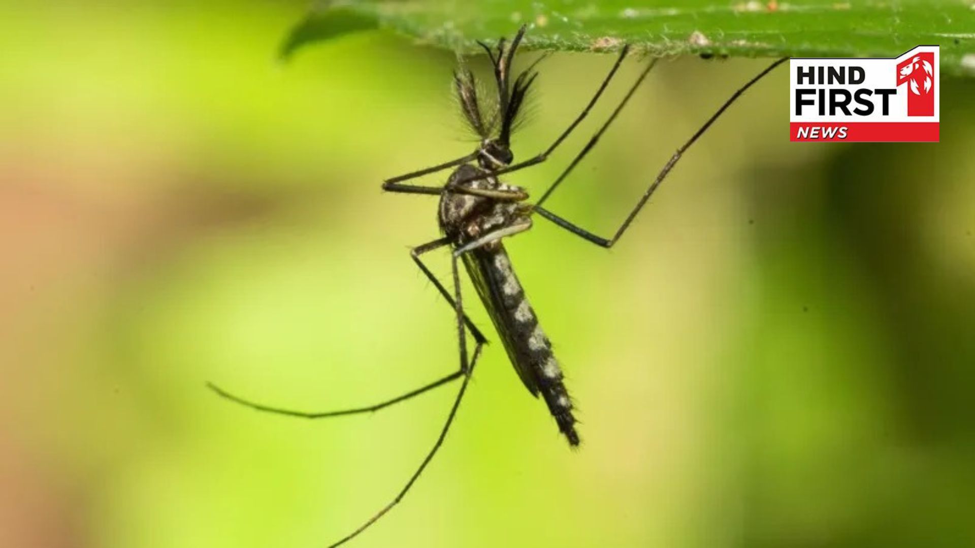 Mosquitoes spotted in Iceland for first time in history: Now only one place on earth remains mosquito-free