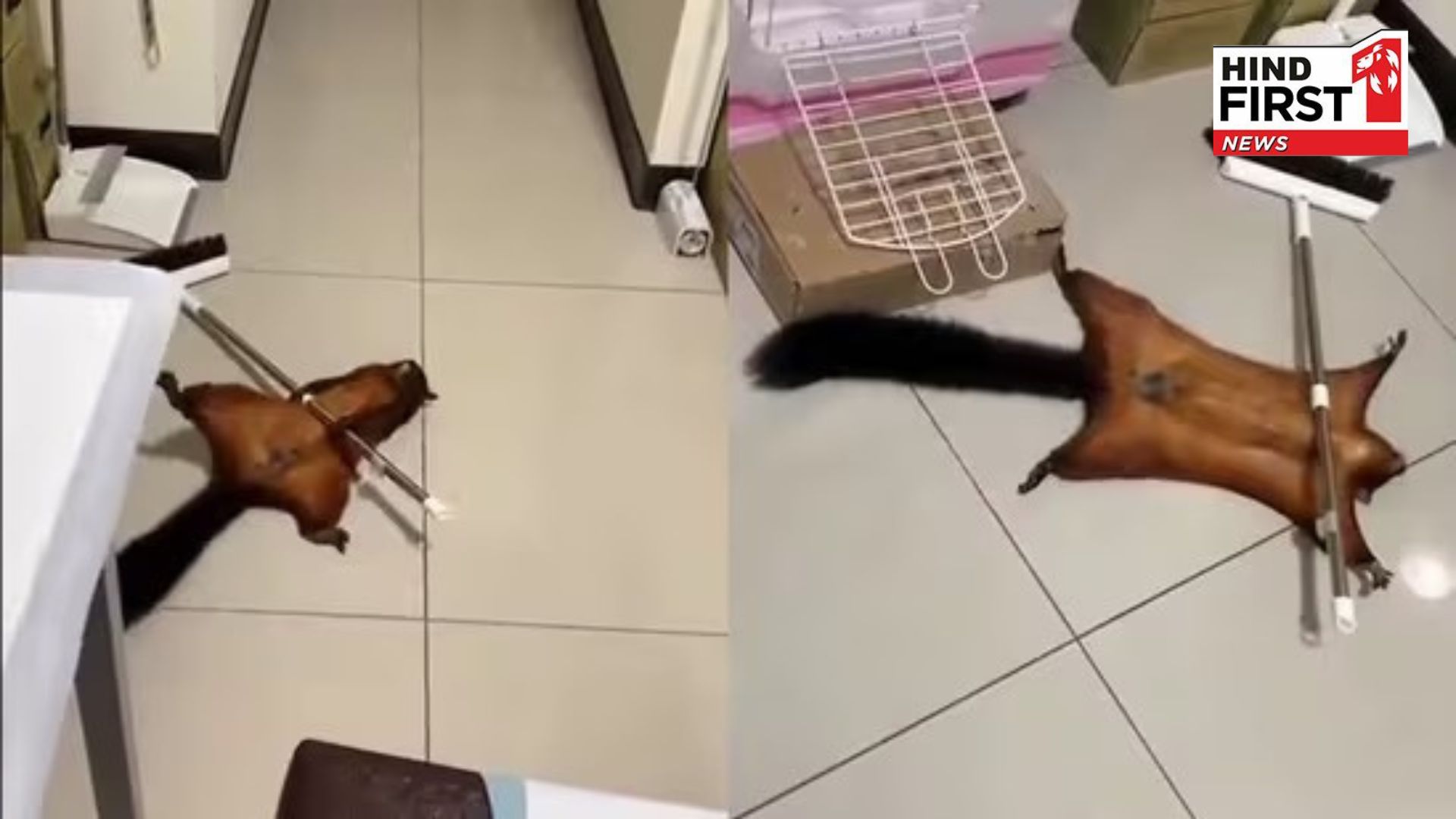 Squirrel pulls off amazing drama, making itself the victim; watch hilarious video