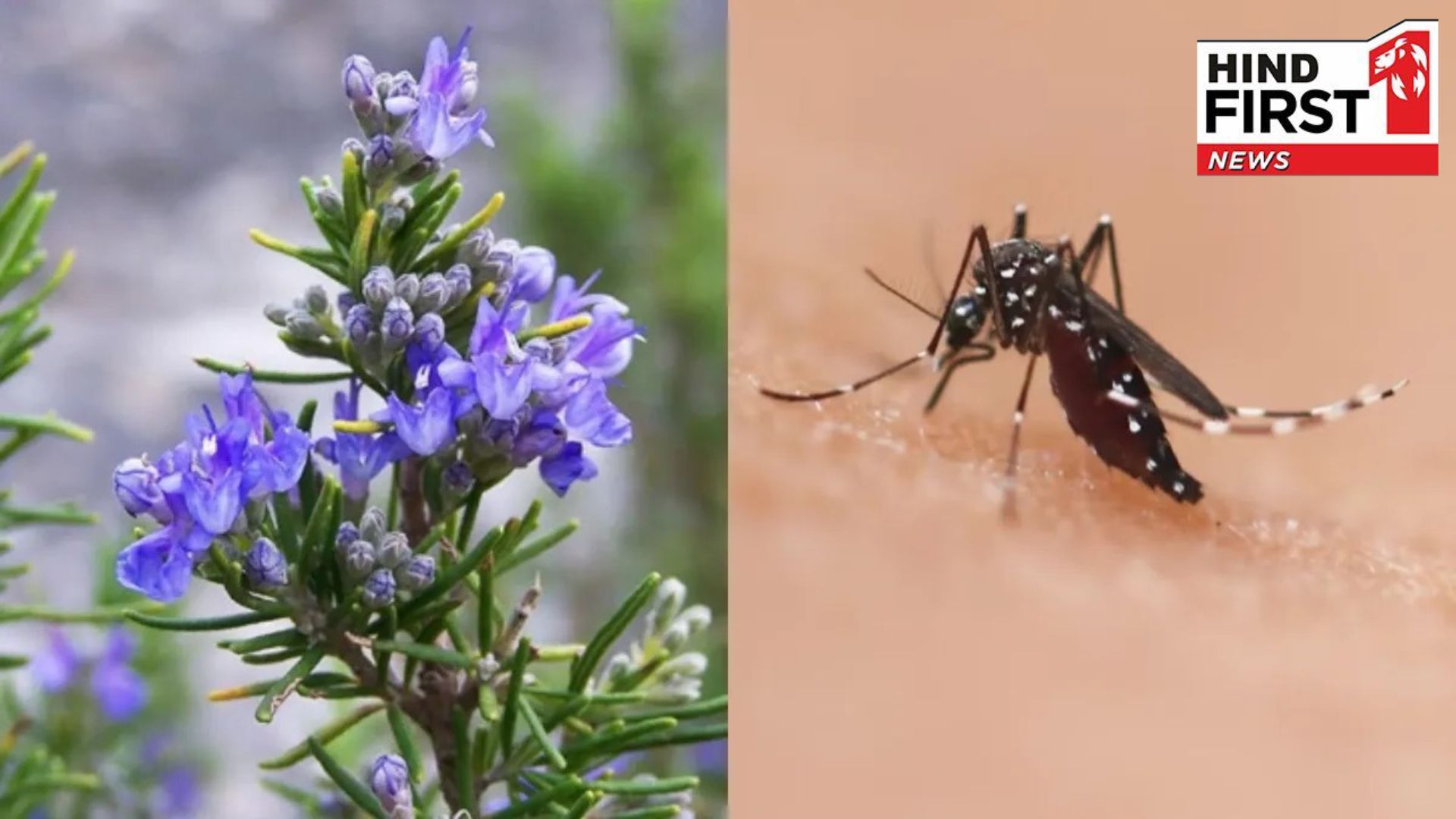 Not a single mosquito will be seen, just plant this plant in home
