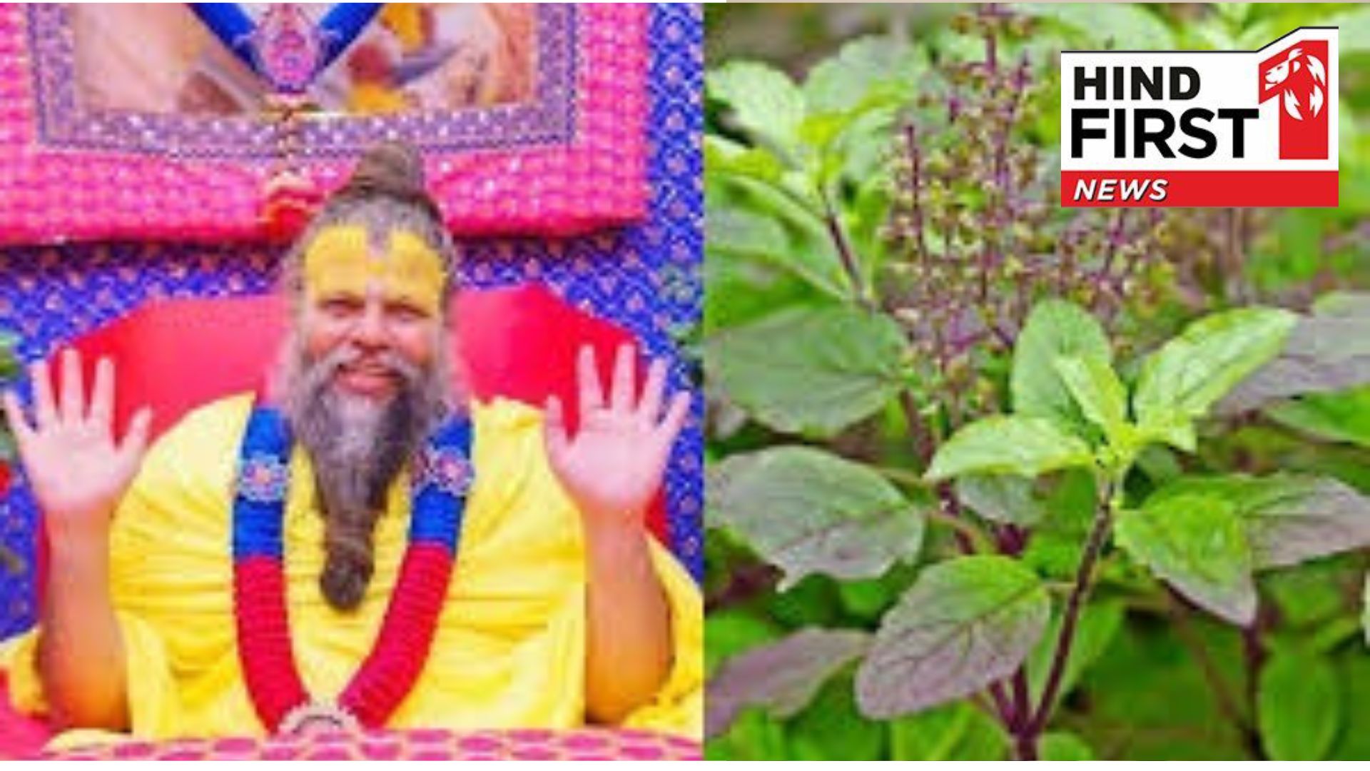 What to do if Tulsi plant spreads too much, Premanand Maharaj gives the answer